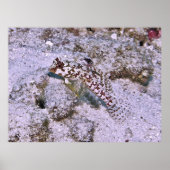 Dragonete Poster (Vorne)