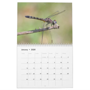 Dragonfis-Kalender Kalender