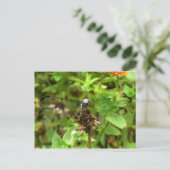 Dragonfliegen Blue Dragonfly auf einer Blume Husk Postkarte (Stehend Vorderseite)