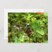 Dragonfliegen Blue Dragonfly auf einer Blume Husk Postkarte (Vorne/Hinten)