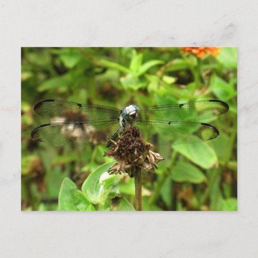 Dragonfliegen Blue Dragonfly auf einer Blume Husk Postkarte (Vorderseite)