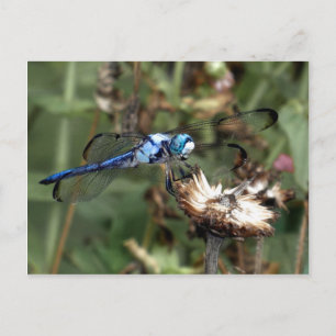 Dragonfliegen Blue Dragonfly auf einer Blume Husk Postkarte