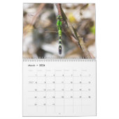 Dragonflies-Kalender Kalender (Mär 2026)