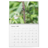 Dragonflies-Kalender Kalender (Jan 2027)