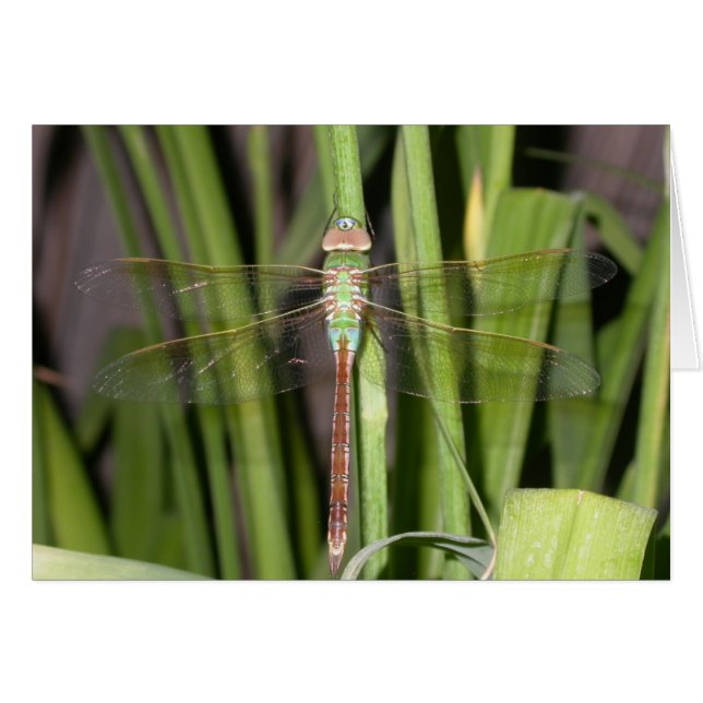 Dragonfly (Vorderseite (Horizontal))