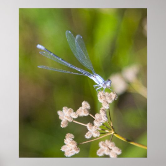 Dragonfly #2 poster (Vorne)