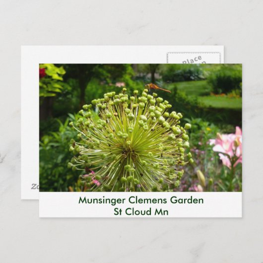 Dragonfly at Munsinger Garden Postkarte (Vorne/Hinten)