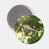 Dragonfly auf dem Twig Magnet (Vorderseite/Rückseite)
