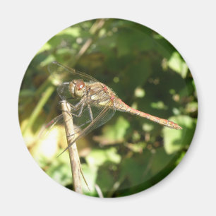 Dragonfly auf dem Twig Magnet