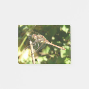 Dragonfly auf dem Twig-Post-Noten Post-it Klebezettel