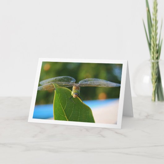 Dragonfly auf der grünen Linke Karte (Vorderseite)