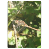 Dragonfly auf der Twig-Clipboard Klemmbrett (Rückseite)
