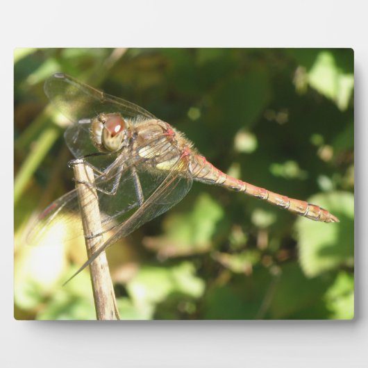Dragonfly auf der Twig-Plaque Fotoplatte (Vorderseite)