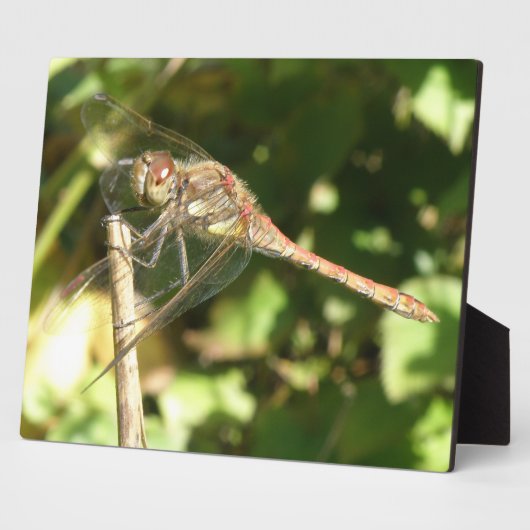 Dragonfly auf der Twig-Plaque Fotoplatte (Seite)