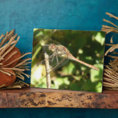 Dragonfly auf der Twig-Plaque Fotoplatte (Seite)