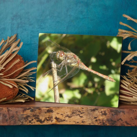 Dragonfly auf der Twig-Plaque Fotoplatte (Seite)