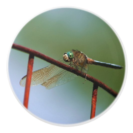 Dragonfly auf Drahtzaun Nah  Keramikknauf (Vorderseite)