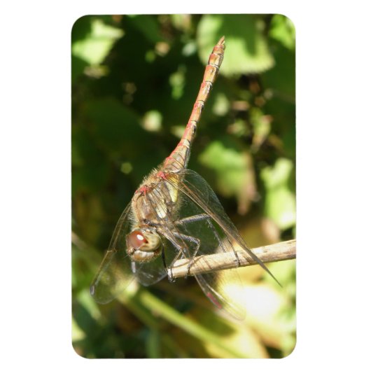 Dragonfly auf einem Twig Flexi Magnet (Vertikal)