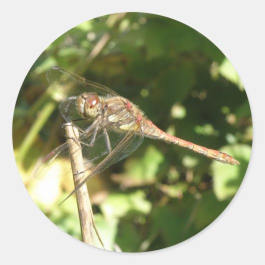 Dragonfly auf einem Twig Stickers (Vorderseite)