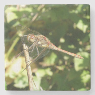 Dragonfly auf einem Twig-Stone-Untersetzer Steinuntersetzer