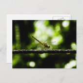 Dragonfly auf Grün - Postkarten (Vorne/Hinten)