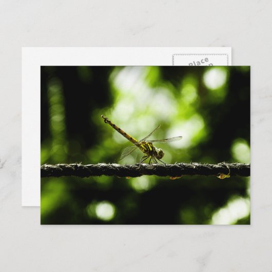 Dragonfly auf Grün - Postkarten (Vorne/Hinten)