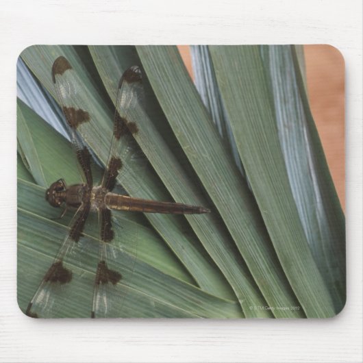 Dragonfly auf Pflanze Mousepad (Vorne)