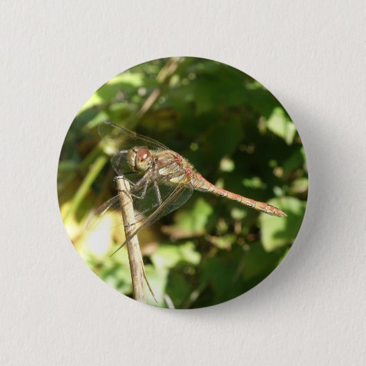 Dragonfly auf Twig Button (Vorderseite)