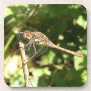 Dragonfly auf Twig-Cork-Untersetzer Untersetzer