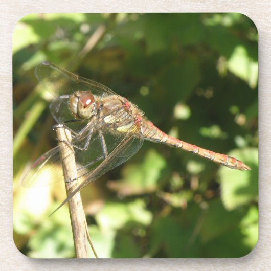 Dragonfly auf Twig-Cork-Untersetzer Untersetzer (Vorderseite)