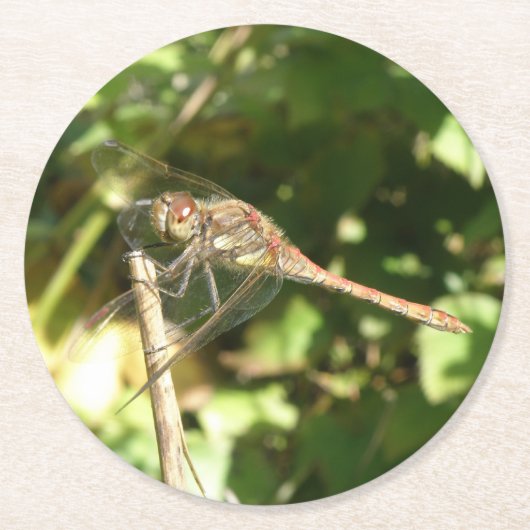Dragonfly auf Twig Paper-Untersetzer Runder Pappuntersetzer (Vorderseite)