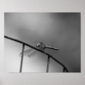 Dragonfly auf Zaun Schwarz-Weiß Poster (Vorne)
