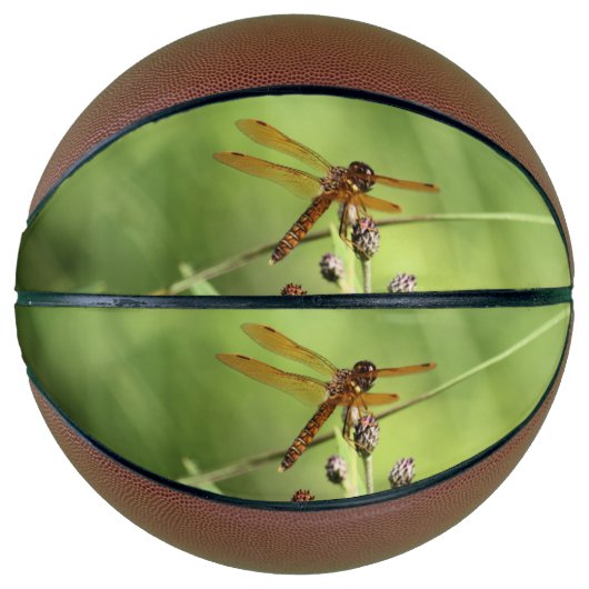 Dragonfly Basketball (Vorderseite)