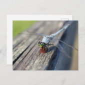 Dragonfly Blank Postkarte (Vorne/Hinten)