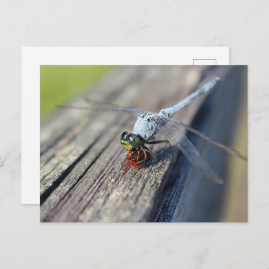 Dragonfly Blank Postkarte (Vorne/Hinten)