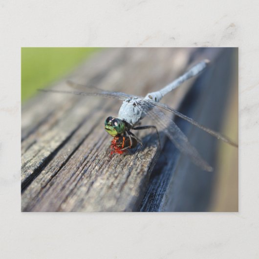 Dragonfly Blank Postkarte (Vorderseite)