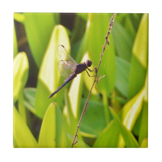 Dragonfly Blau und schwarz auf Gras. Fliese (Vorderseite)