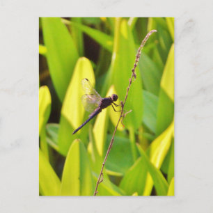 Dragonfly Blau und schwarz auf Gras. Postkarte
