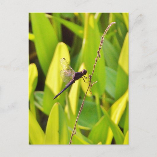 Dragonfly Blau und schwarz auf Gras. Postkarte (Vorderseite)