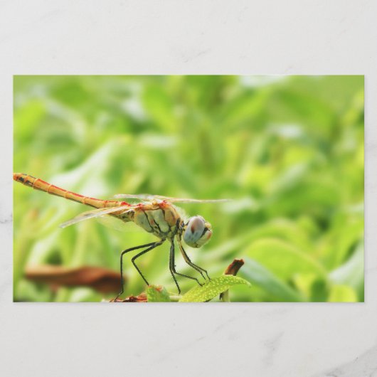 Dragonfly Briefpapier (Vorderseite)
