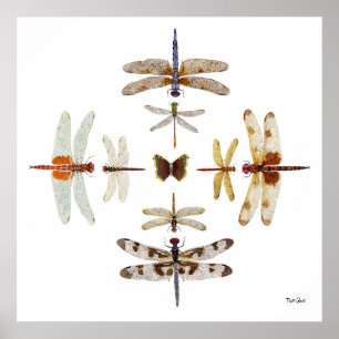 Dragonfly Bullseye Graphics Poster