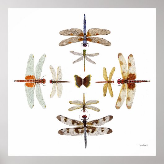 Dragonfly Bullseye Graphics Poster (Vorne)