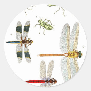 dragonfly-clip-art-4 runder aufkleber