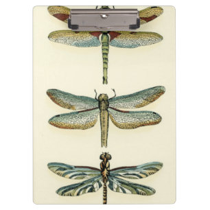 Dragonfly Collection von Chariklia Zarris Klemmbrett