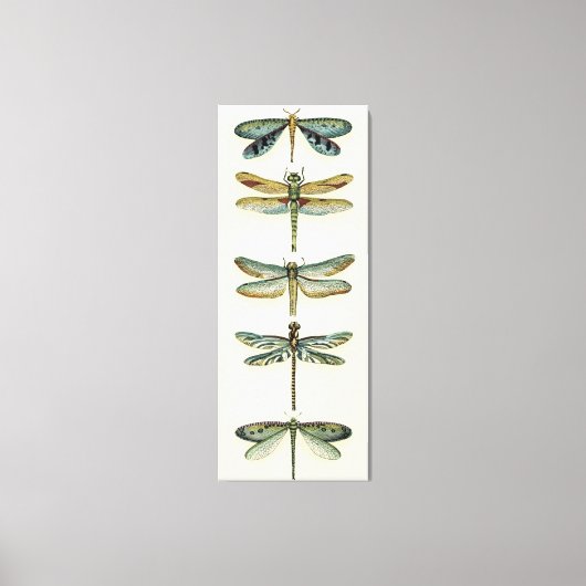 Dragonfly Collection von Chariklia Zarris Leinwanddruck (Vorderseite)