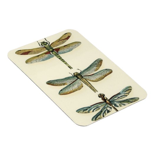 Dragonfly Collection von Chariklia Zarris Magnet (Rechte Seite)
