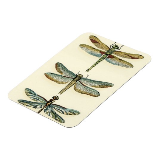 Dragonfly Collection von Chariklia Zarris Magnet (Linke Seite)