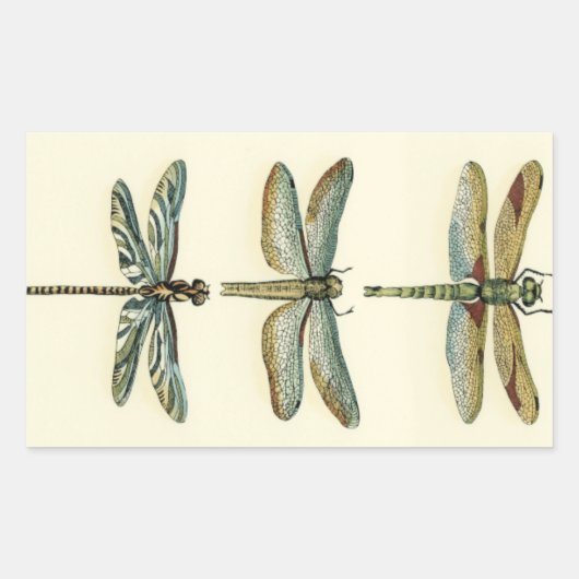Dragonfly Collection von Chariklia Zarris Rechteckiger Aufkleber (Vorderseite)