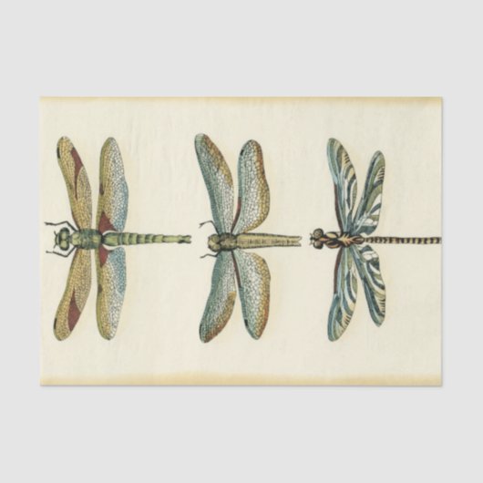 Dragonfly Collection von Chariklia Zarris Seidenpapier (Vorderseite)