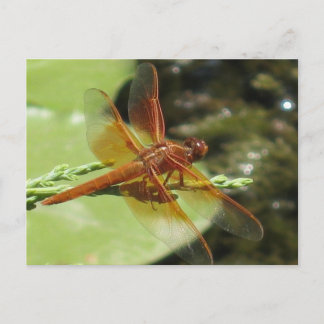 Dragonfly Dreams Postkarte